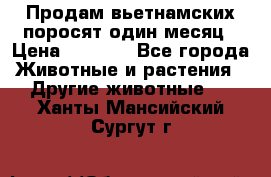 Продам вьетнамских поросят,один месяц › Цена ­ 3 000 - Все города Животные и растения » Другие животные   . Ханты-Мансийский,Сургут г.